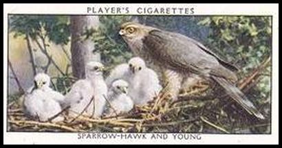 35 Sparrow Hawk and Young